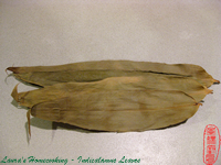 Indicalamus Leaf